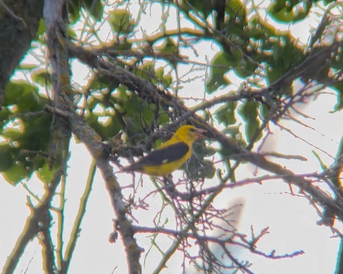 Eurasian Golden Oriole
