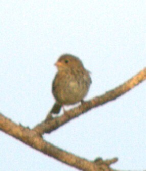 Field Sparrow