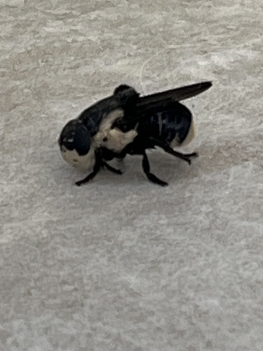 Mouse Bot Fly