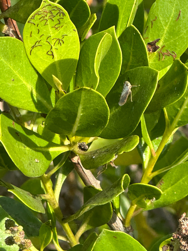 Buttonwood Flea Beetle