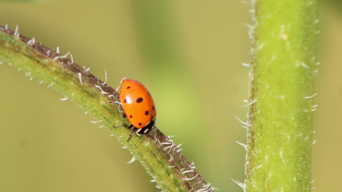 Convergent Lady Beetle