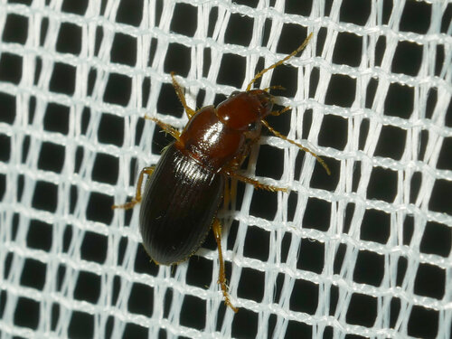 Bradycellus verbasci