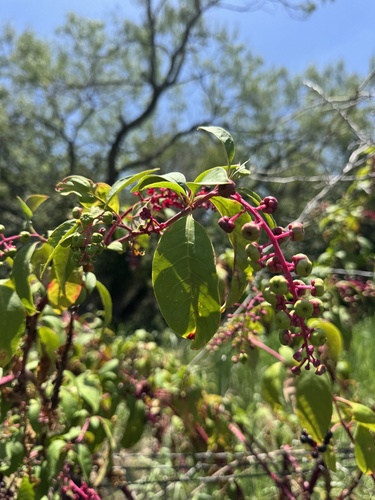 American pokeweed