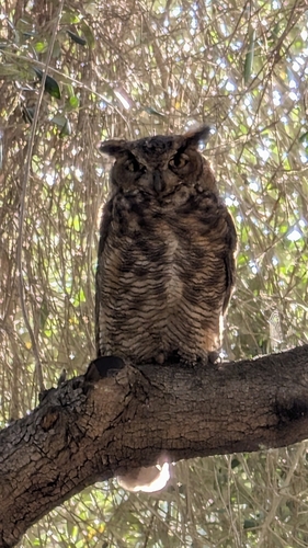Great Horned Owl