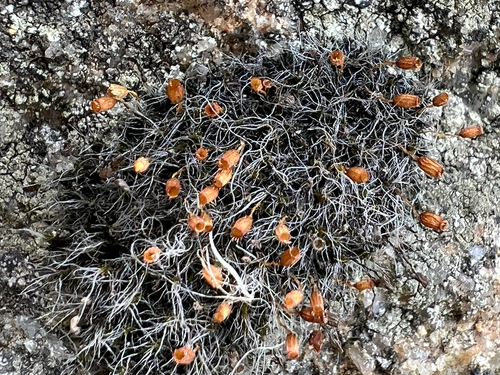 Grey-cushioned Grimmia
