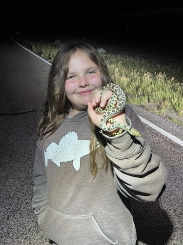 Bullsnake