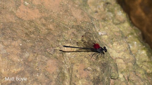 River Rubyspot