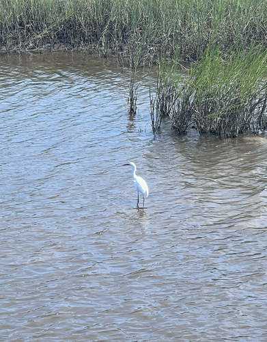 Snowy Egret