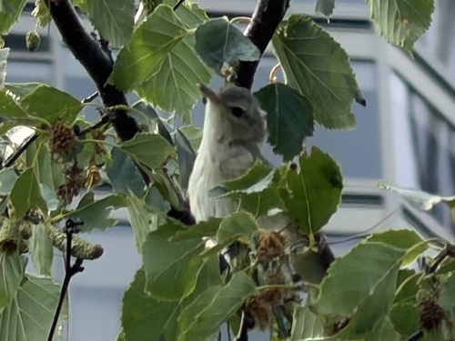 Eastern Warbling Vireo
