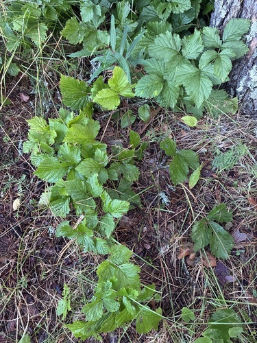 Stone Bramble