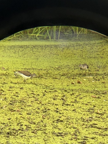 Solitary Sandpiper