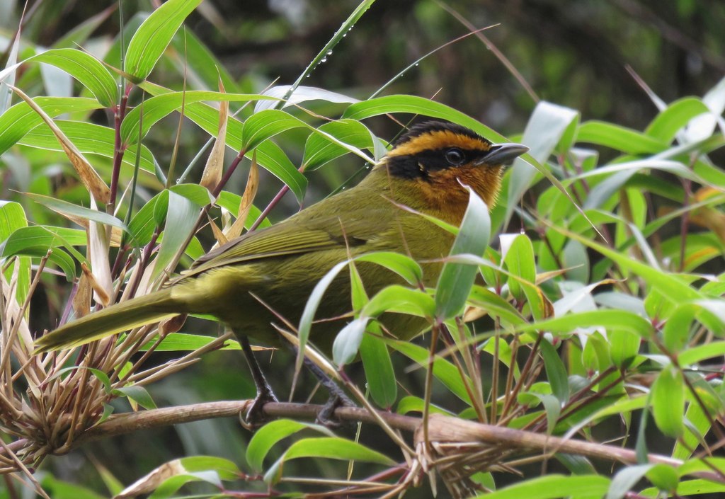 Orange-browed Hemispingus (Kleinothraupis calophrys) photo