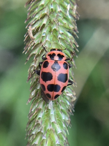 Spotted Pink Lady Beetle