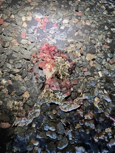 Great Plains Toad