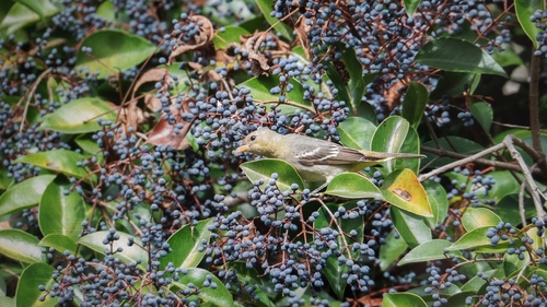 Western Tanager