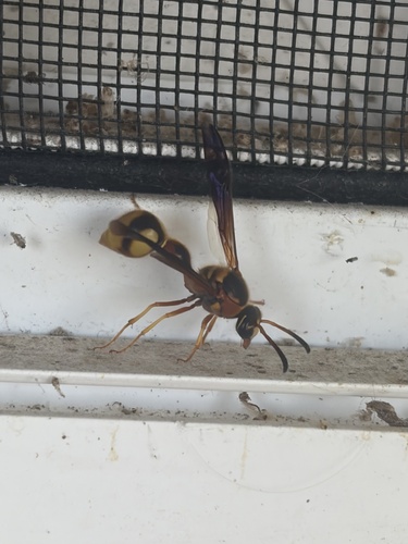 Boll's Potter Wasp