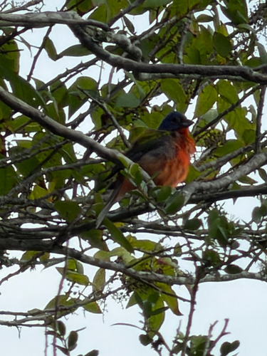 Eastern Painted Bunting