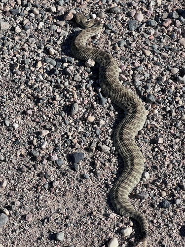 Prairie Rattlesnake