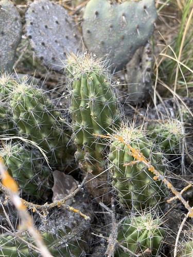 Strawberry Cactus
