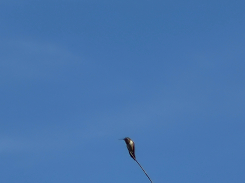 Black-chinned Hummingbird