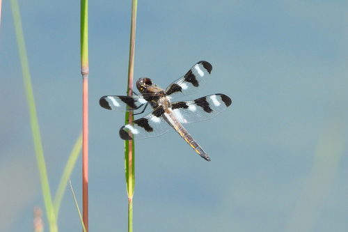 Twelve-spotted Skimmer