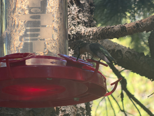 Broad-tailed Hummingbird