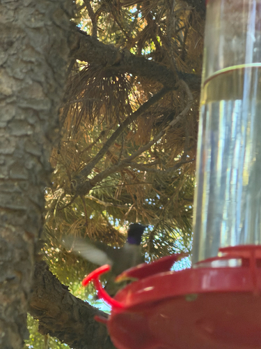 Black-chinned Hummingbird