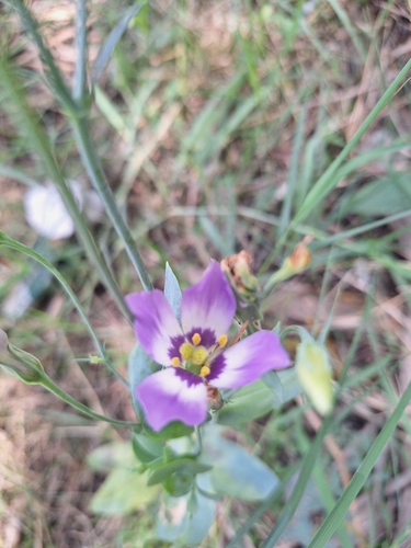 catchfly prairie gentian