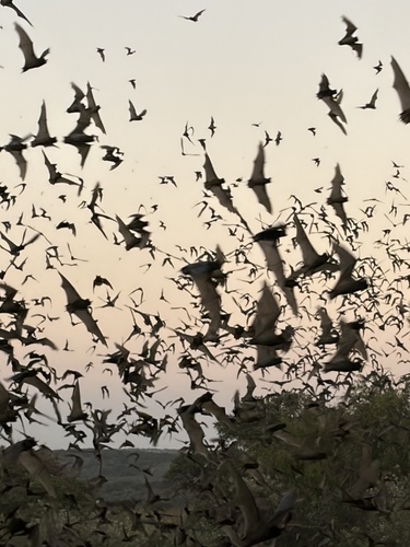 Mexican Free-tailed Bat
