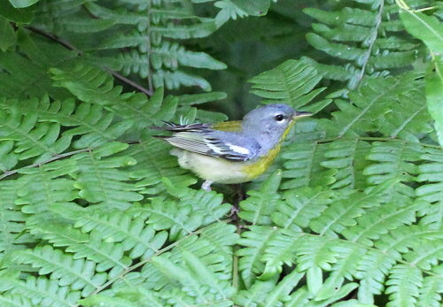 Setophaga americana