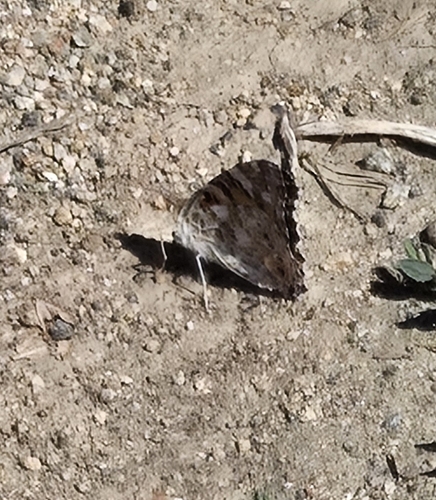 Painted Lady