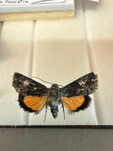 Copanarta aurea