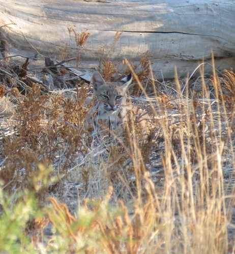 Bobcat