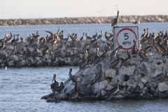California Brown Pelican