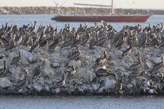 California Brown Pelican