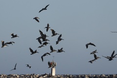 California Brown Pelican