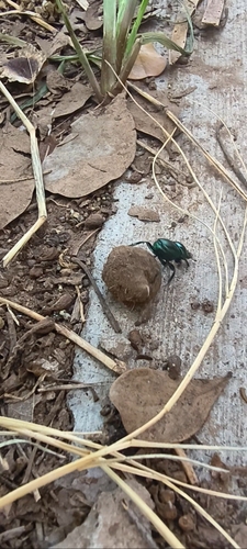 Canthon indigaceus