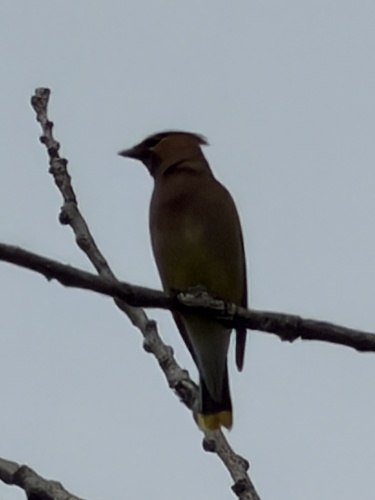 Cedar Waxwing