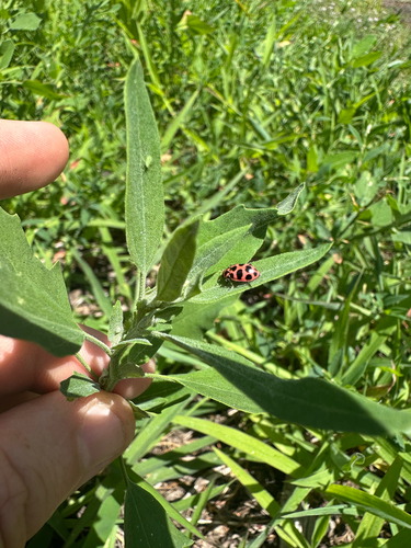 Spotted Pink Lady Beetle
