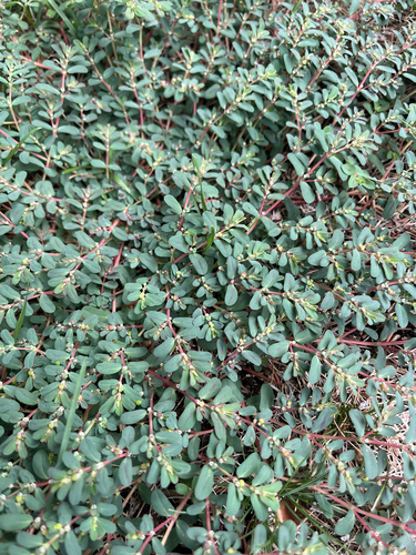Thymeleaf Sandmat