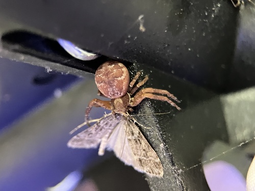 Xysticus locuples