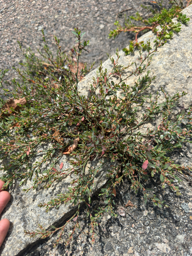 Prostrate Knotweed