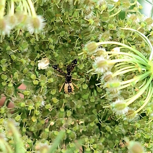 Spiny Assassin Bug