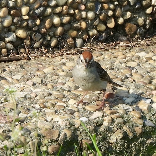 Chipping Sparrow