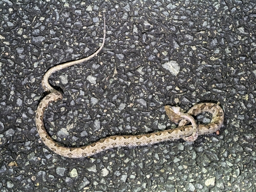Brown spotted pitviper