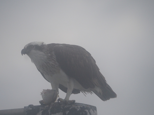 Osprey