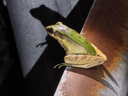 Longtoushan Large Odorous Frog