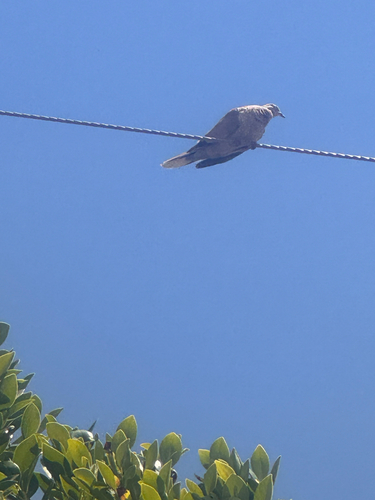 Eurasian Collared-Dove
