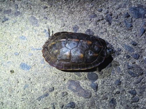 Chinese Stripe-necked Turtle