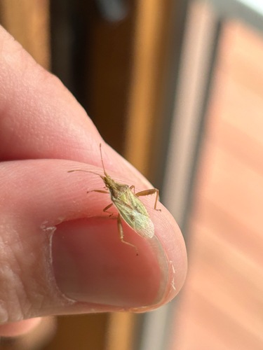 iNaturalist observation photo of Harmostes reflexulus